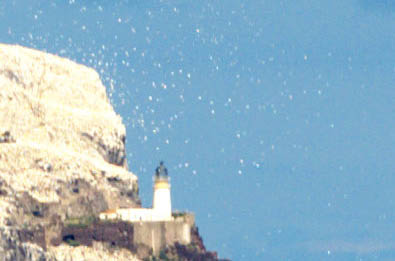 Bass rock gannets