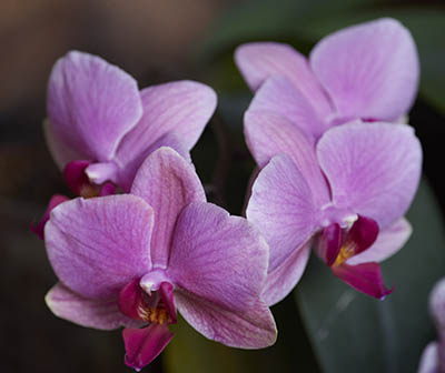 Generic colour orchid